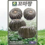 다농 꼬마짱단호박 씨앗 5립 미니 단호박씨 종자 : 산들마켓샵