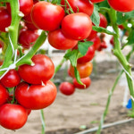 산들마켓 아카모모 토마토 씨앗 30립 토마토씨 3개+랜덤 씨앗 1개 증정 : 산들마켓샵