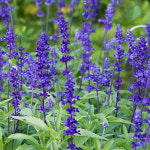 세계종묘 블루세이지 씨앗 100립 블루세이지 꽃씨 허브 종자 : 산들마켓샵