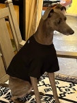코지 t-shirt (black) 이탈리안그레이하운드옷 아이쥐옷 : 코지하운드