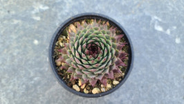 갈리바다 바위솔 sempervivum 용설TV 인테리어 다육식물 가든 월동 : 용설 바위솔