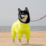 인터라켄 소형견 강아지옷 올인원 바람막이 윈드브레이커 우비 우의 S : 니즈더펫