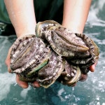 완도 팔팔 활전복 100% 산지직송 해감 해수 산소포장 대자 15미 (65-70g) : 지오 쇼핑