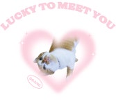 [lucky to meetchu] 강아지 고양이 티셔츠 제작 만들기 : 고양이라페