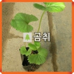 곰취 곤달비 여러해살이 포트묘 10개 : 경동농원