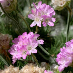 [꽃씨]아르메리아(부추꽃)-카민핑크(소형종) 20립 : 꽃무리농원