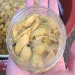 직접잡은 국산 통영 성게알 100g 3통 자연산 녹진한 보라우니 : 좋은 초이스