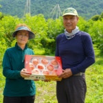 [산지직송] 강원도 영월 복숭아 황도/백도 (3kg 8과 9과) : 태영농장 영월김삿갓포도