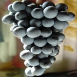 포도나무(켐벨)삽목1년(5주묶음)/묘목/G0341 : 카카호호1