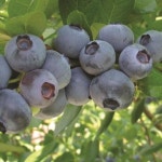 블루베리(스타)7치포트(결실주)/묘목/G0407 : 카카호호1