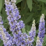 바이텍스/실생1년(10주묶음)/묘목/G0240 : 카카호호1