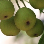 배나무(돌배)수고2.0M(R4CM)결실주분/묘목/G0446 : 카카호호1