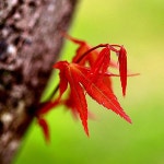 사계홍단풍(블러드굿)접목1년특(3주묶음)/묘목/G0219 : 카카호호1