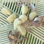 마늘껍질벗기기 껍데기까는도구 필러 제거기 쉬운박피기 : i do