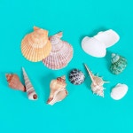 천연 조개 소라 혼합 250g 만들기 재료 초등 돌봄 활동 공예 어린이집 단체 : 진진커머스