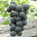 포도나무(흑보석)삽목1년(5주묶음)/묘목/G0354 : 카카호호1