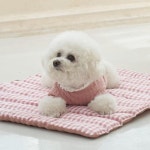 강아지 매트 고양이 애견 쿨매트 펫 쿠션 방석 반려견 쿨패드 : 유자몽몽