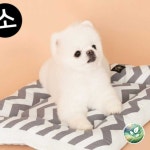 강이지 도그포즈 침대 데일리 펫용품 애완용품 베드 365 매트 소형 : 청초들마켓