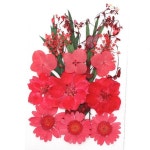 자연 DIY 말린 꽃 혼합 만들기 소품 인테리어 액세서리 1 : 드리머1314