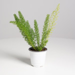 데팡스 아스파라거스 메어리 메이리 여우꼬리 반음지 반려식물 실내공기정화식물 포트 화분 : 데팡스 홈가드닝 종합쇼핑몰