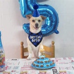 애완 동물 강아지 생일 정장 타액 타월 모자 크리 에이 티브 파티 장식 용품 작은 중형 : 김가네마트
