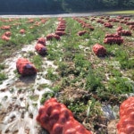 무안 황토골 자색양파 10kg 중생 만생 적양파 : 볼보나농산