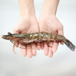 킹 블랙타이거 새우 500g 15미 자연산 왕 대왕 대하 급냉 냉동 : 일공푸드