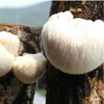 [명장 류충현] 노루궁뎅이버섯 분말 150g Lions Mane powder : 류충현약용버섯