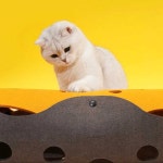 집 개 고양이 침대 액세서리 터널 애완 동물 채널 롤링 둥지 이동식 : 도도모마켓217
