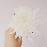 추석성묘 생화 국화 흰국화 소국 납골당 미니꽃다발 추모꽃 농장직송 데일리꽃 : 데일리꽃