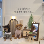 강아지 포토존 제작 세트 사진 부스 : 쟁부리우드