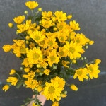 [테이블플라워] 오래가는 꽃 소국 한단 생화택배 포드 보라미 금수 농장직송 김해 생화 국화 : 테이블플라워