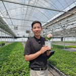 마크로필라 수국나무 렛츠댄스 캔두 목수국 사계 : 에버그린농원