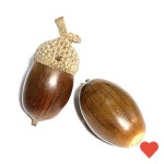 장식미니어쳐 가을 열매 졸참 도토리 : 동석몰