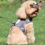 강아지 하네스 가슴줄 소형견 시원한 메쉬 리드줄 앞섬방지 애견 목줄 : whimsical-