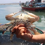 서천 어부의 서해안 꽃게 1kg 2kg : 장보리샵