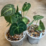 안스리움 클라리네비움 Anthurium clarinervium (랜덤상품) : 티스투
