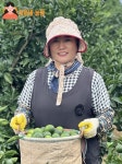 제주효돈 청귤 풋귤 산지직송 효돈감귤 : 정화네농원