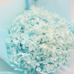 모리앤 한아름수국 생화 프리저브드 꽃다발 기프트쇼핑백 4Color : 모리앤