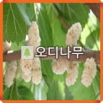 오디나무 묘목 화이트오디 용뽕 접목1년 : 경동원예