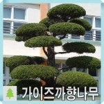 가이즈까향나무 묘목 삽목2년 포트 5개묶음 : 경동원예