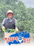 제주효돈 청귤 풋귤 산지직송 효돈감귤 : 정화네농원