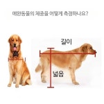 애완동물 유골함 회색 박스 고양이 강아지 추모 묘지 박스 관 목 상자 : 가온브릿지