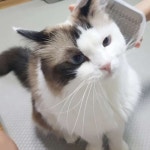 고양이 코너빗 그루머 그루밍 제거 마사지 애완 부비부비 동물 : 퍼스트드로우