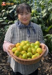 제주 효돈 하우스 감귤 무료배송 산지직송 : 정화네농원