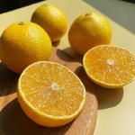 선물용 제주 황금향 5kg 18-24과수 명절 추석 과일 : 제이제이 코퍼레이션