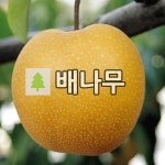 배나무 묘목 신고 R4cm 결실주 분묘 : 경동농원