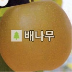 배나무 묘목 원황 접목1년 3주묶음 : 경동농원