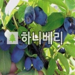하니베리나무 묘목 하니비 3년생 포트묘 : 경동농원