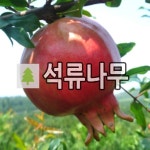 석류나무 묘목 태산 삽목1년 5주묶음 : 경동농원